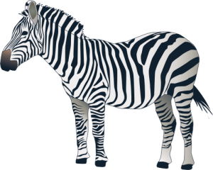 Zebra PNG image-8964